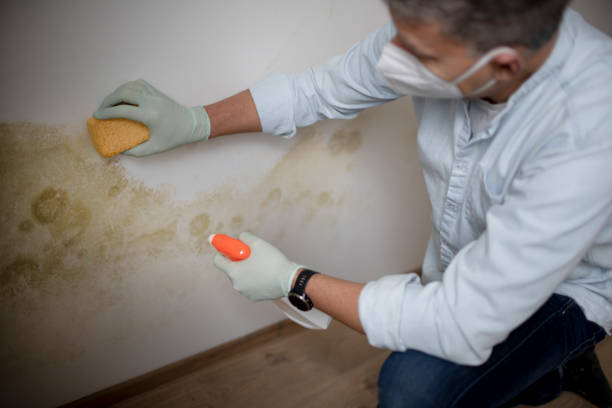 Best Fast Mold Removal  in Wilton, IA