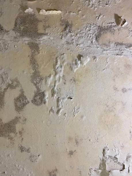 Best Office Mold Removal Services  in Wilton, IA