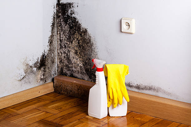 Office Mold Removal Services in Wilton, IA